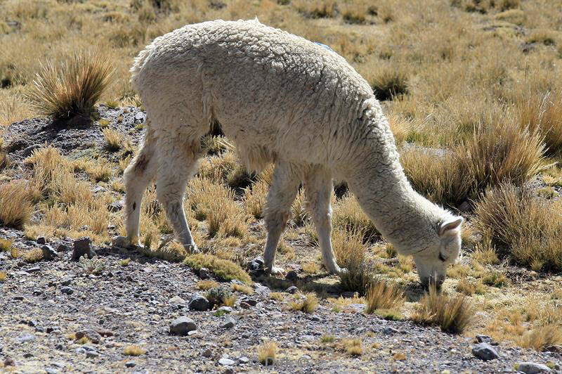 colca canyon peru