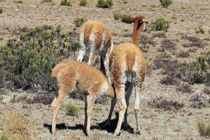 colca canyon peru