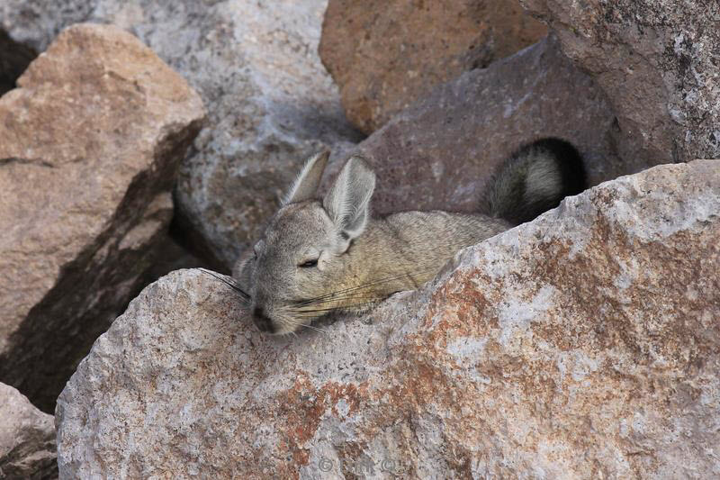 colca canyon peru