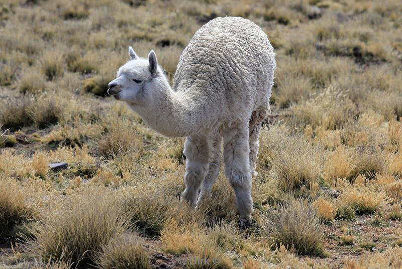 colca canyon peru