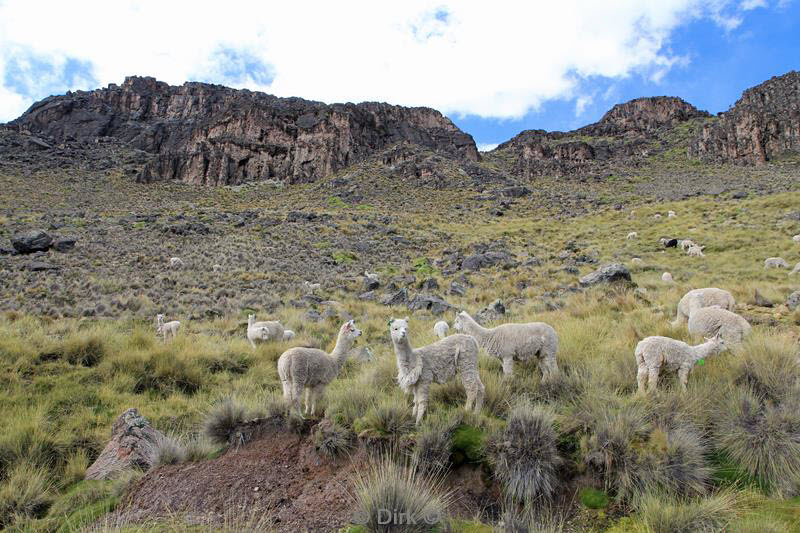 colca canyon peru