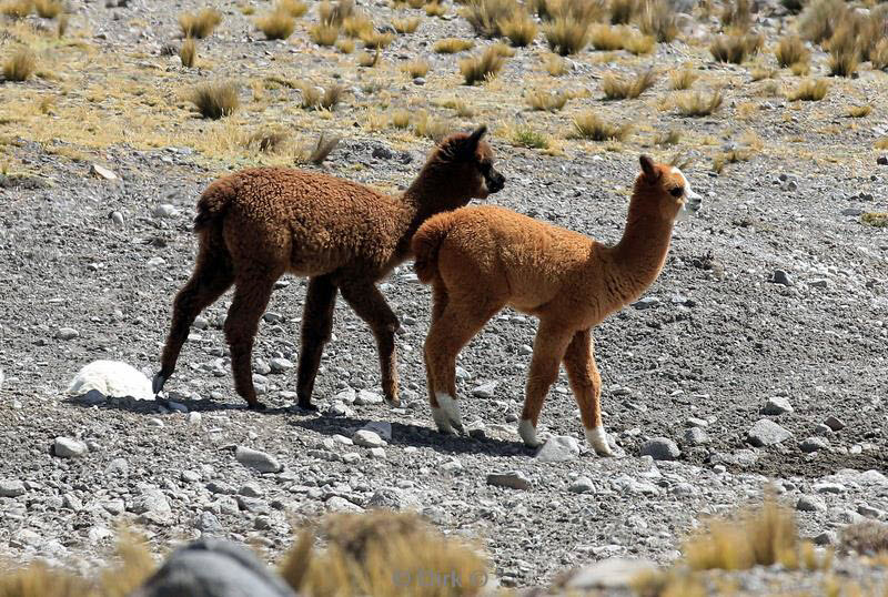 colca canyon peru