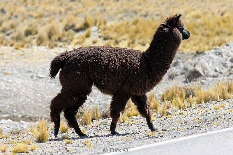 colca canyon peru