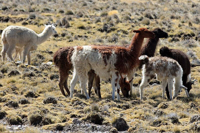 colca canyon peru