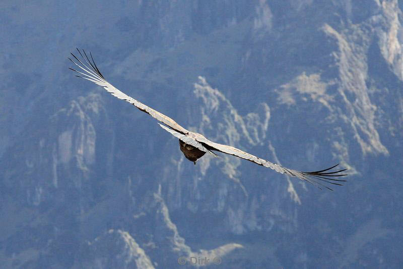 cruz del condor peru