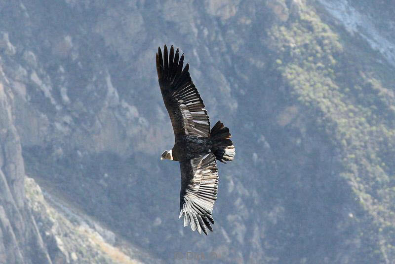 cruz del condor peru