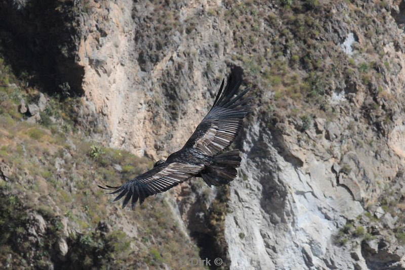 cruz del condor peru