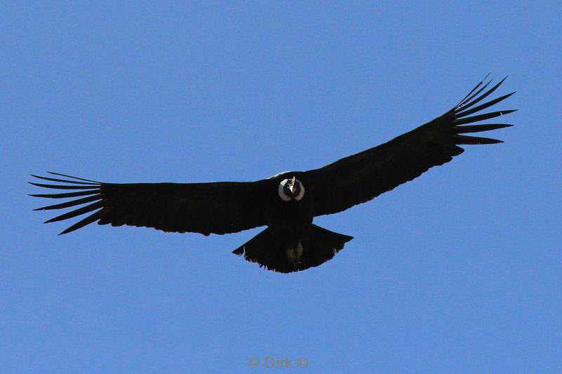 cruz del condor peru