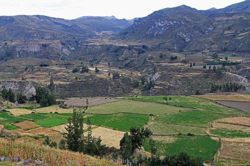 cruz del condor peru