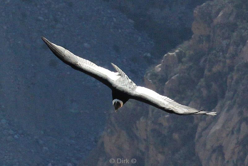 cruz del condor peru