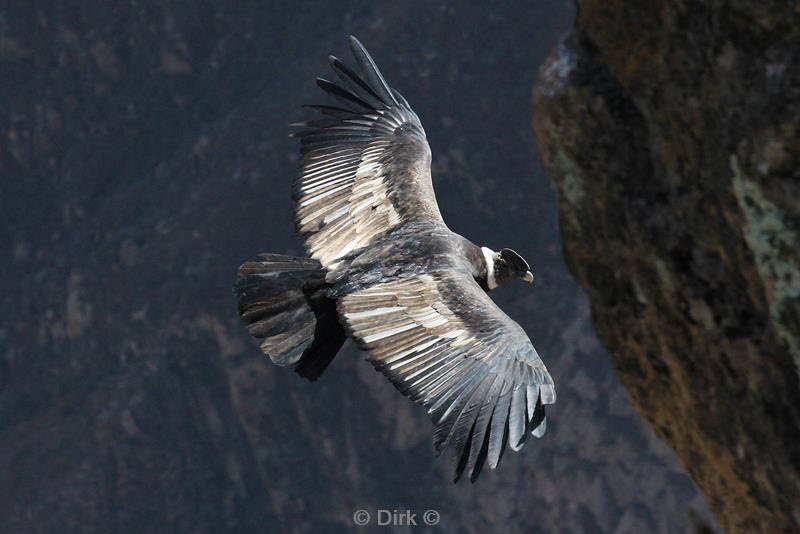 cruz del condor peru