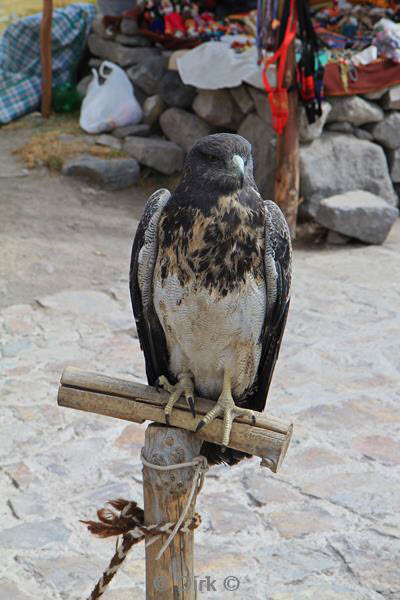 cruz del condor peru