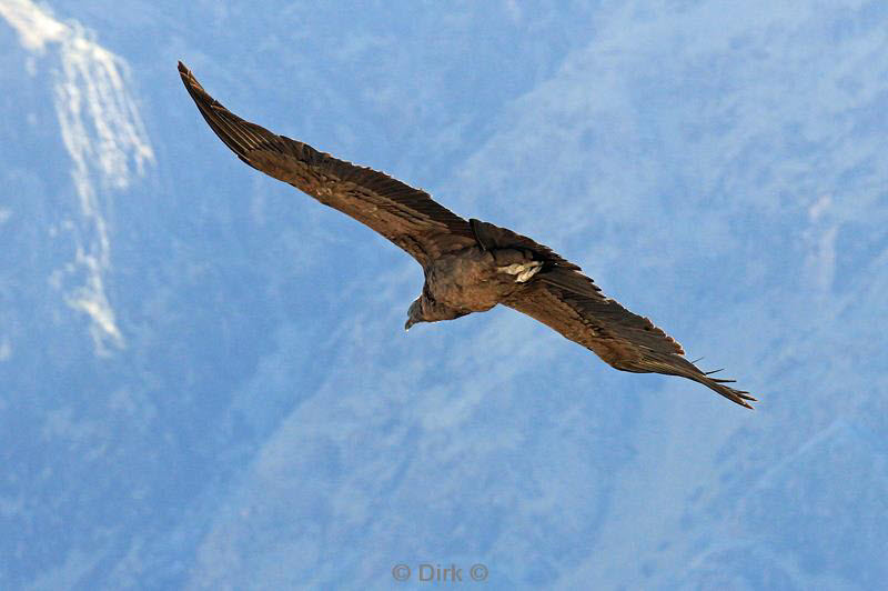 cruz del condor peru