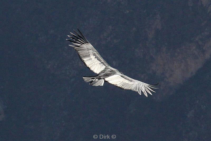 cruz del condor peru