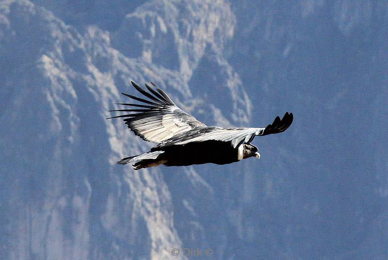 cruz del condor peru