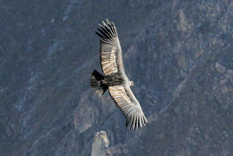 cruz del condor peru