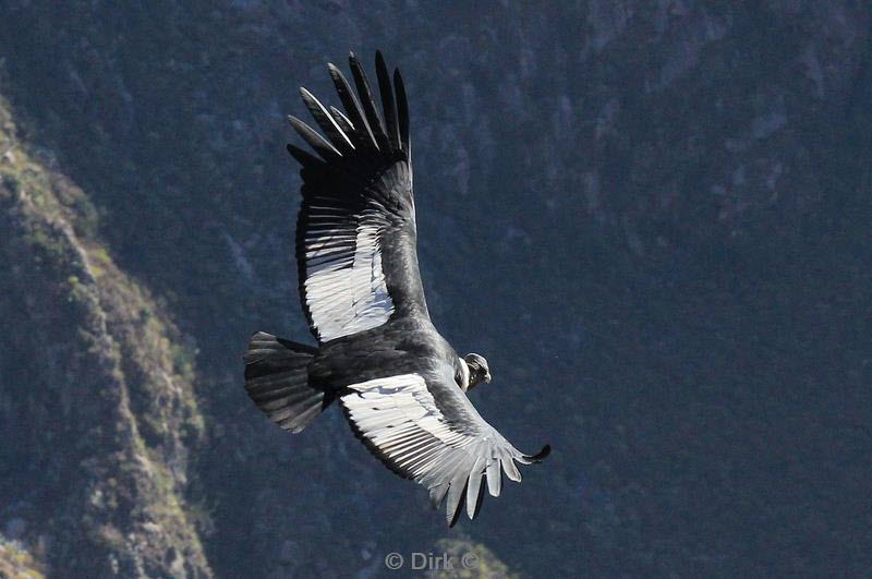 cruz del condor peru