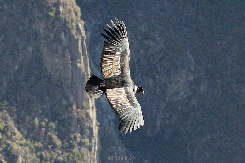 cruz del condor peru