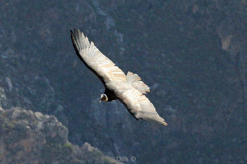 cruz del condor peru