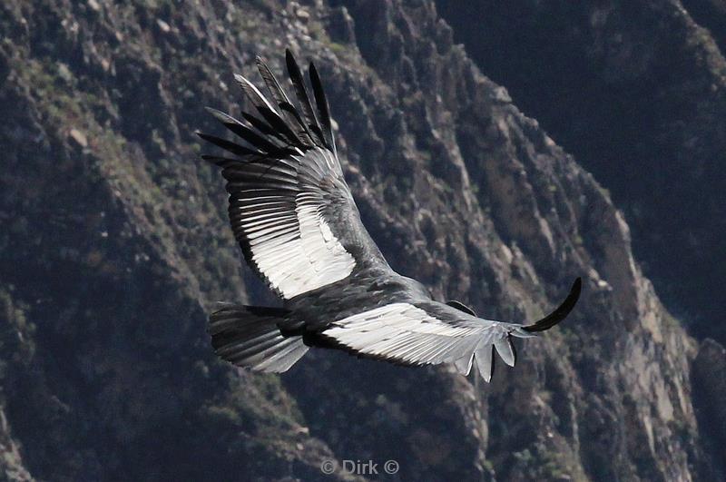 cruz del condor peru