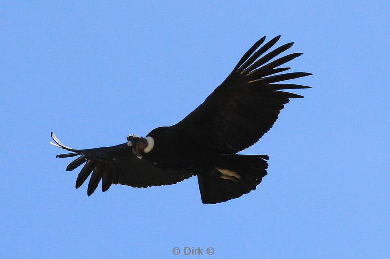 cruz del condor peru