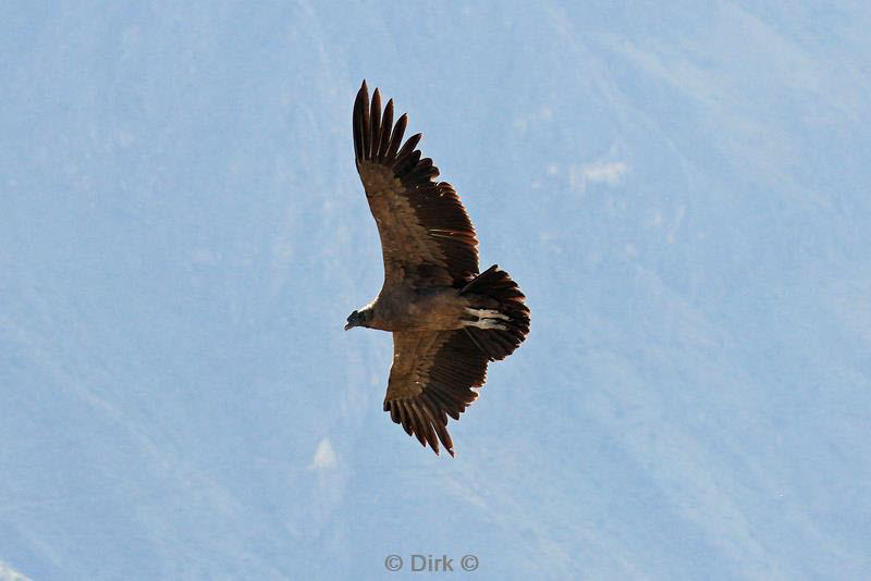 cruz del condor peru