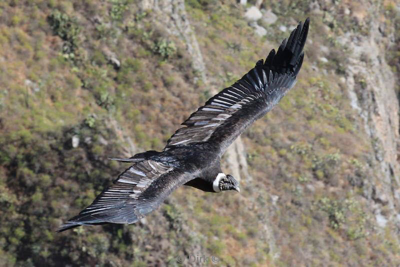 cruz del condor peru