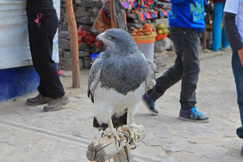 cruz del condor peru