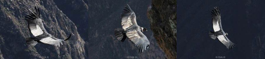 cruz del condor peru