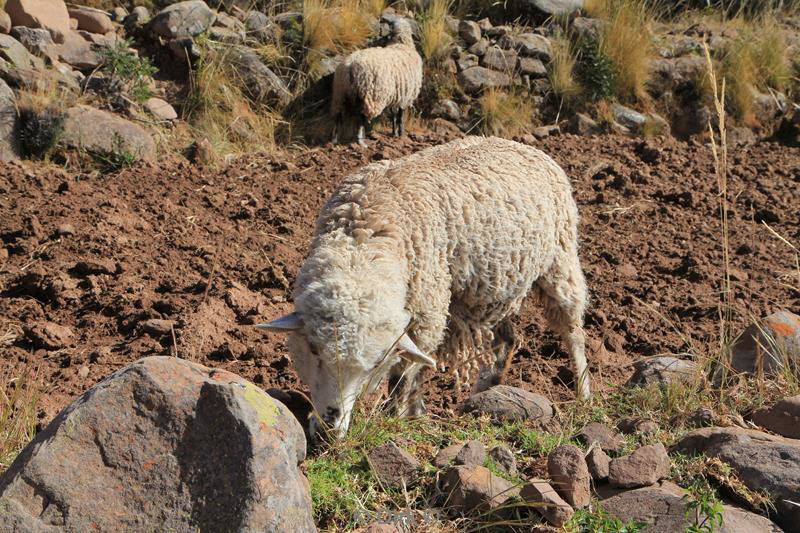 titicacameer puno peru