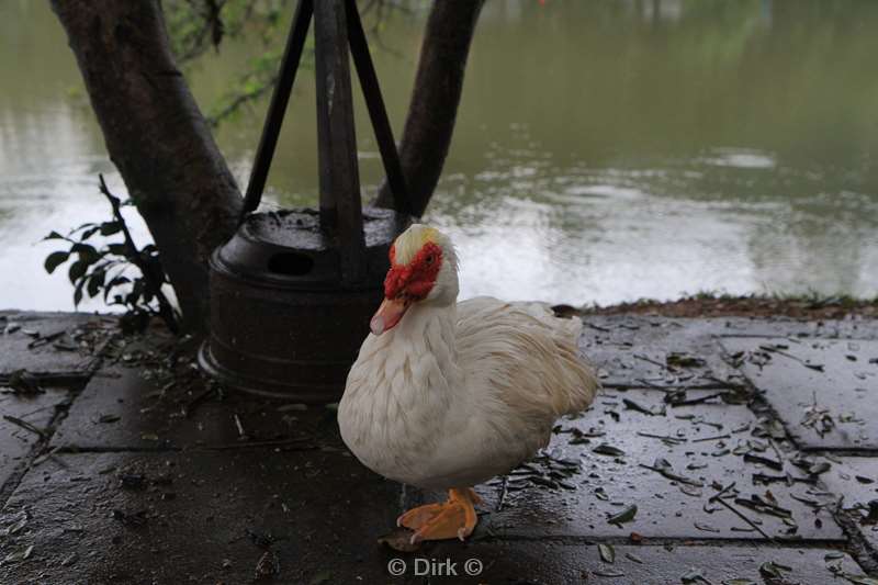 sri lanka lake kandy duck