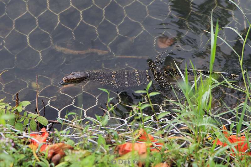 sri lanka lake kandy lizard