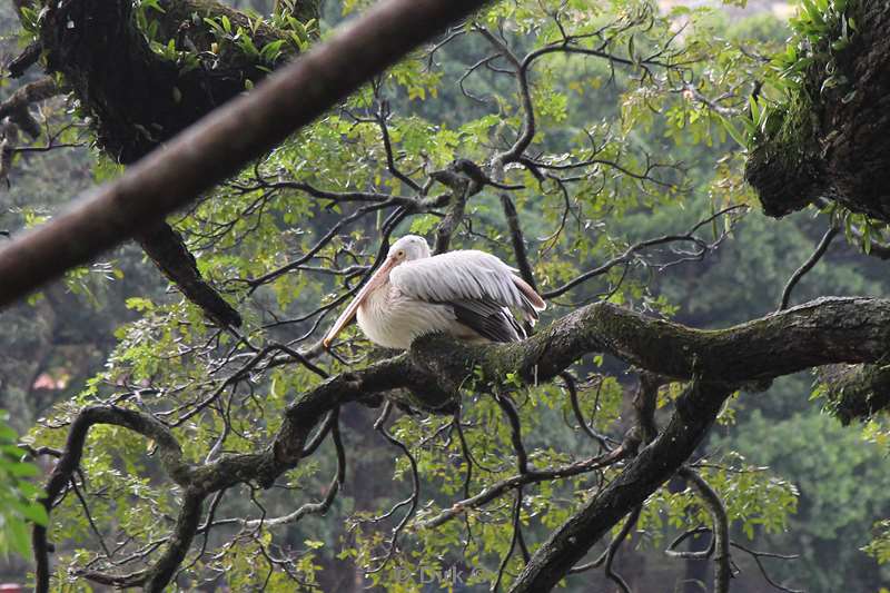 sri lanka lake kandy pelican