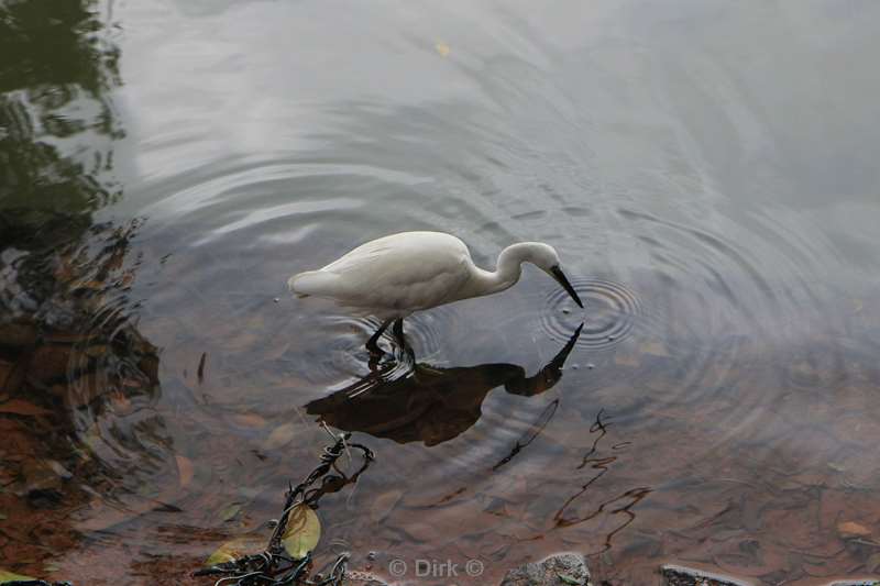 sri lanka meer kandy reiger