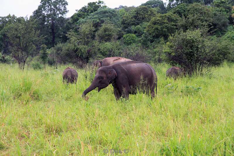 sri lanka elephant safari hurulu eco park habarana