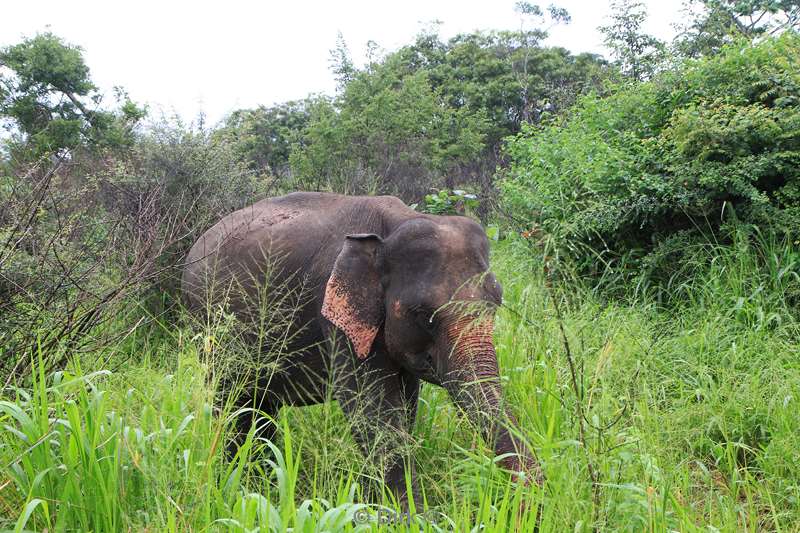 sri lanka olifantensafari hurulu eco park habarana