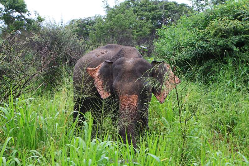 sri lanka olifantensafari hurulu eco park habarana