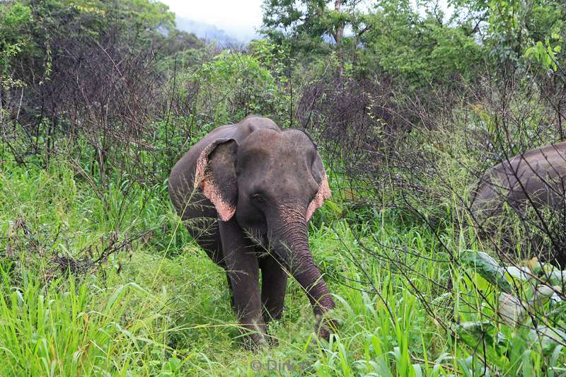 sri lanka elephant safari hurulu eco park habarana