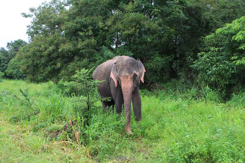 sri lanka elephant safari hurulu eco park habarana