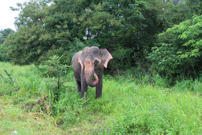 sri lanka olifantensafari hurulu eco park habarana