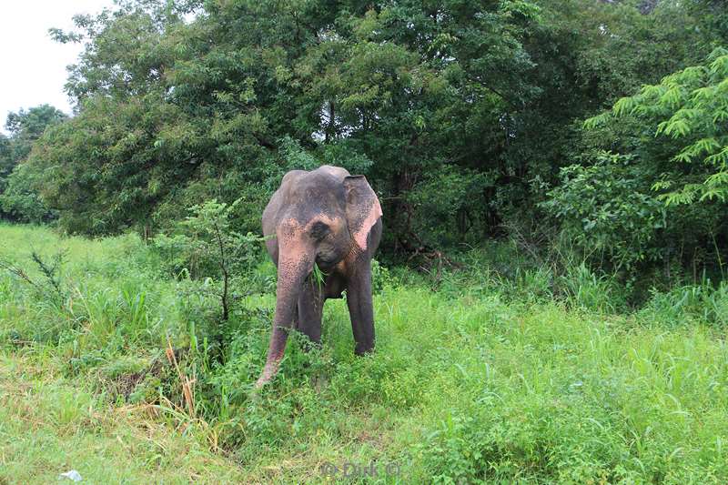 sri lanka olifantensafari hurulu eco park habarana