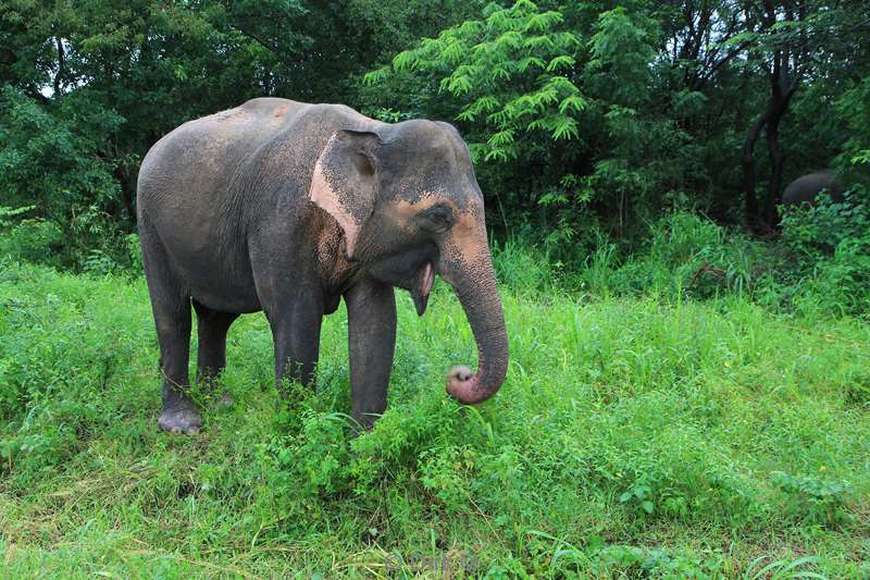 sri lanka olifantensafari hurulu eco park habarana