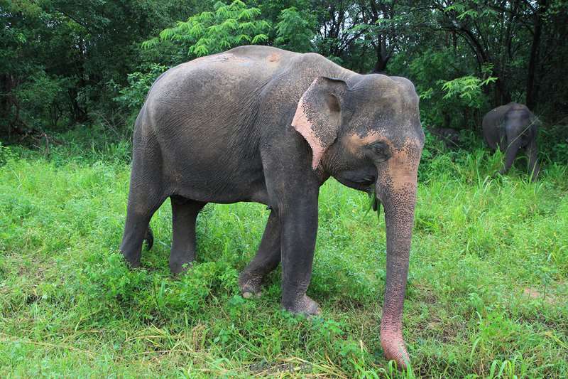 sri lanka olifantensafari hurulu eco park habarana