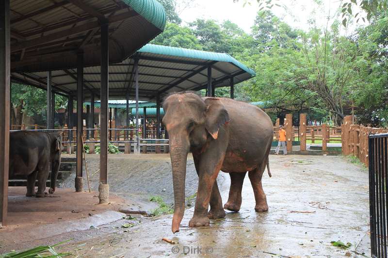 sri lanka elephant orphanage pinnawela