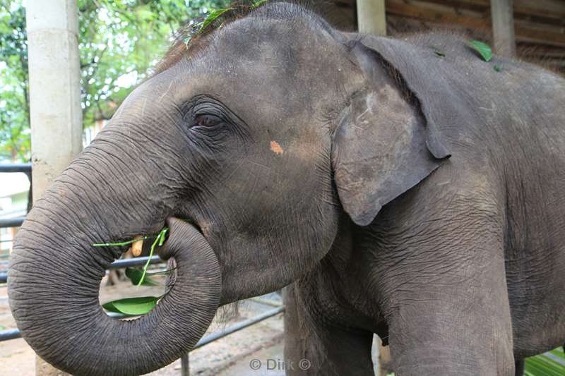 sri lanka elephant orphanage pinnawela