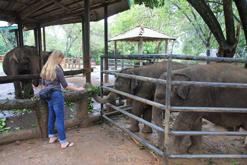 sri lanka olifantenweeshuis pinnawela