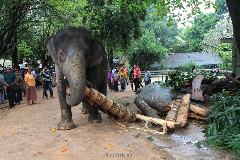 sri lanka olifantenweeshuis pinnawela