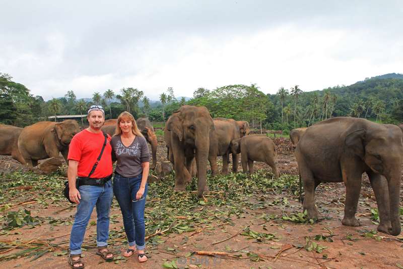 sri lanka elephant orphanage pinnawela