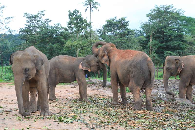 sri lanka elephant orphanage pinnawela