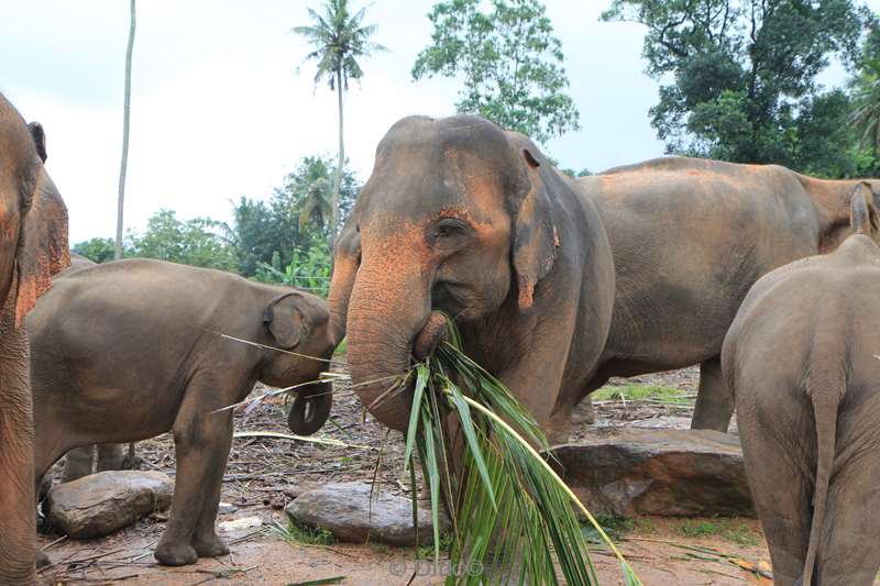 sri lanka elephant orphanage pinnawela